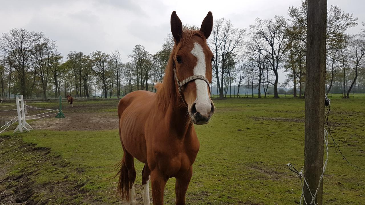 Zajazd Bonanza Jedrzychowice  Luaran gambar
